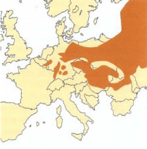 aire de répartition grand hamster europeen