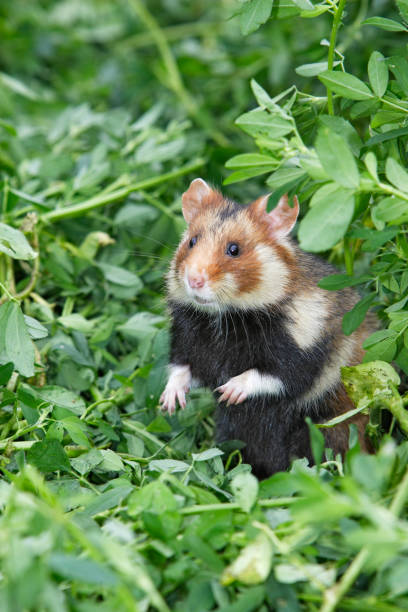 couleur fourrure hamster alsace