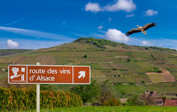itineaire vin alsace