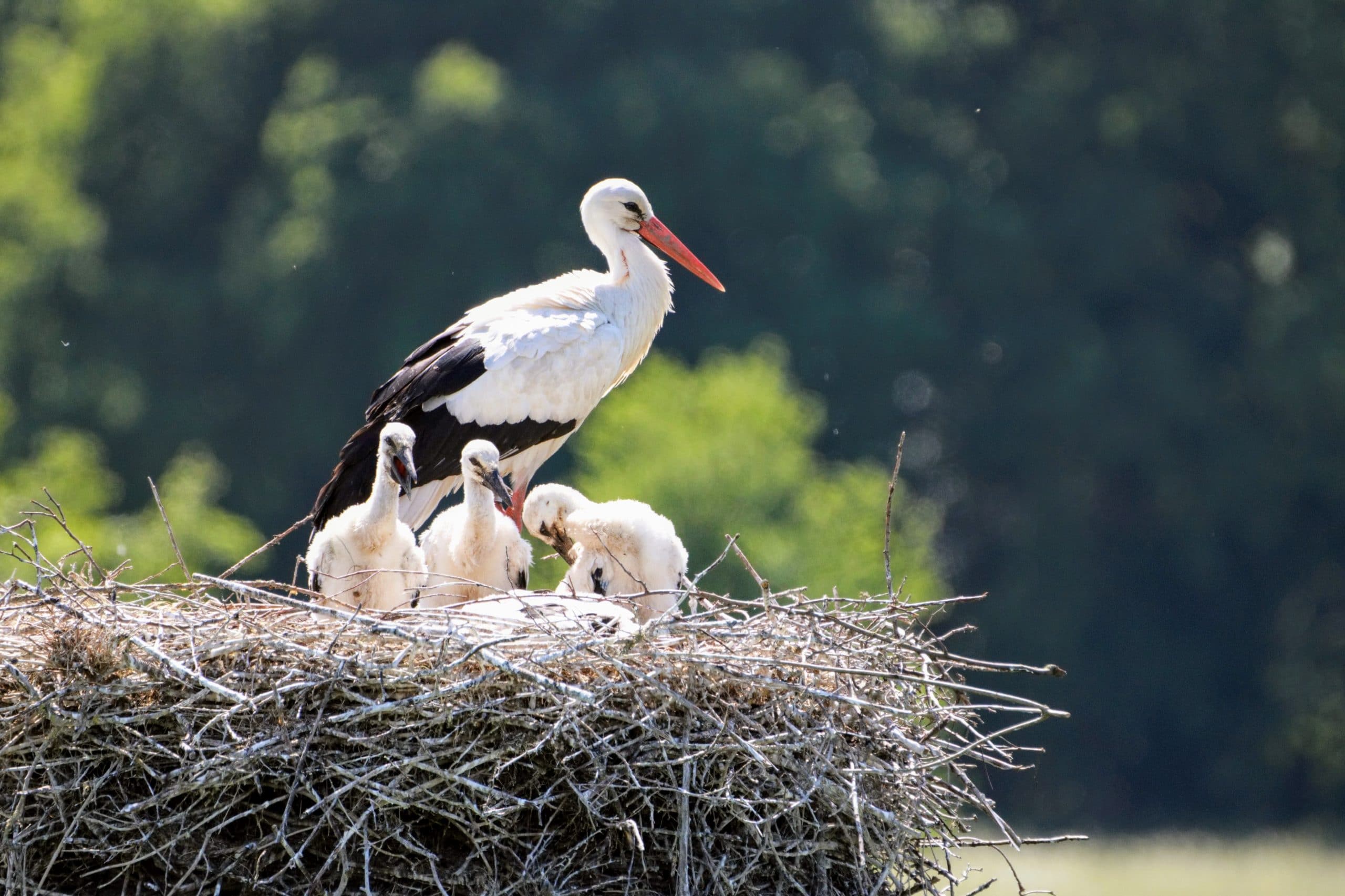 Cigogne D Alsace Plus Qu un Embl me R gional Cigogne D Alsace Plus Qu un Embl me R gional