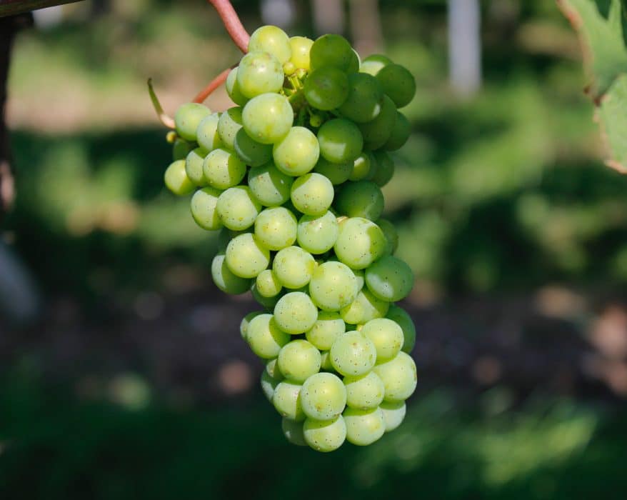 vins alsace