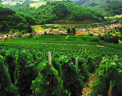 Vue des vignes dans le Beaujolais