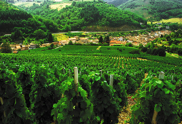 Vue des vignes dans le Beaujolais