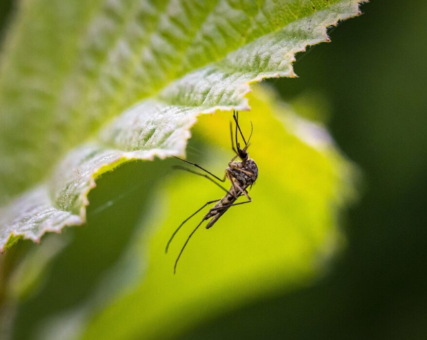 repulsif anti moustiques