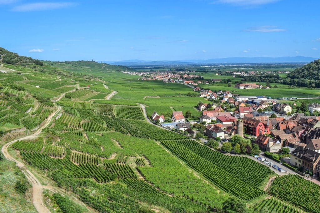 Vue aérienne de vignes en Alsace
