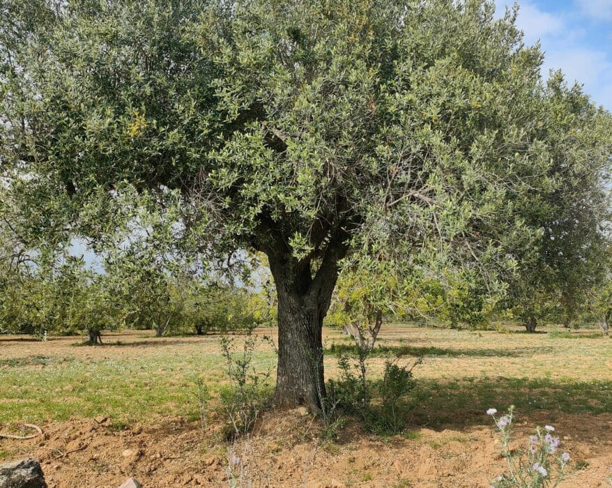 planter un olivier en alsace