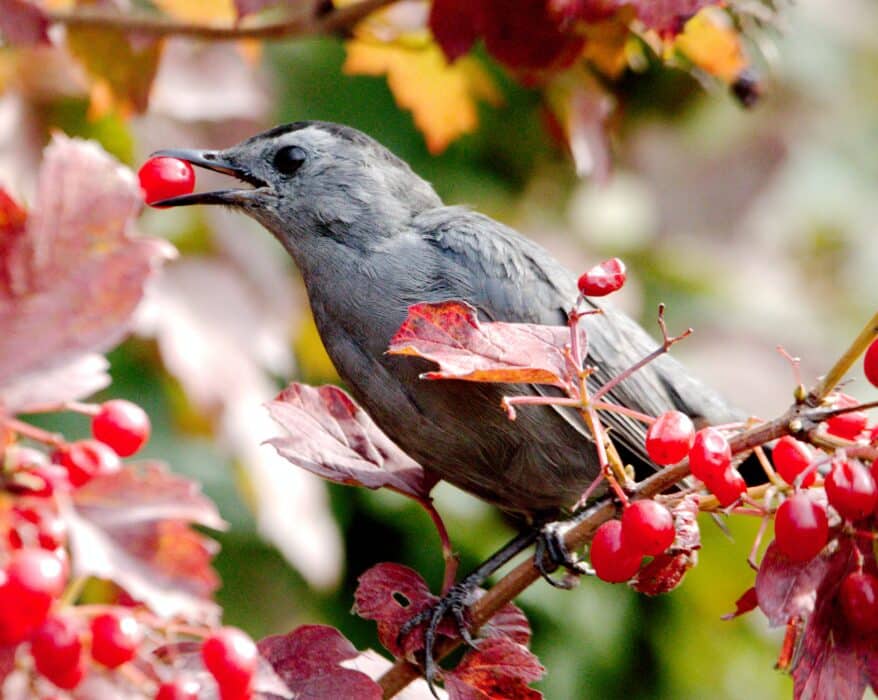 repulsif oiseau jardin arbres fruits
