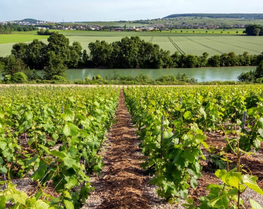 route des vins de loire