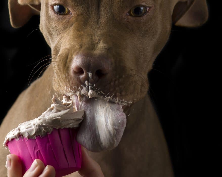 aliments-toxiques-chien